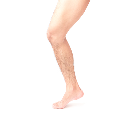 leg